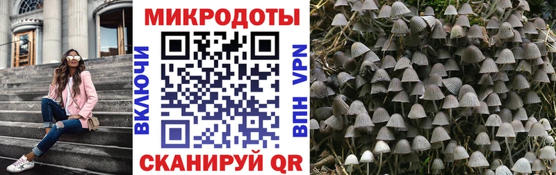 Псилоцибиновые грибы Psilocybe  Устюжна 